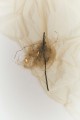 Groovy, Sparks 7.jpg