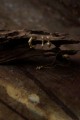 Groovy.Myth25.jpg